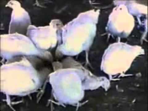 Earthlings (2003)